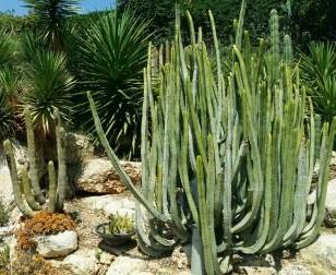 Various Cacti types. Photo credit: Holon Municipality