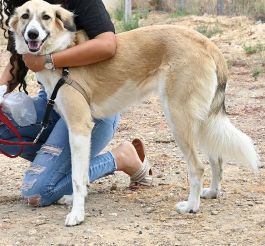 Our best friends deserve good service. Photo credit: Holon Municipality
