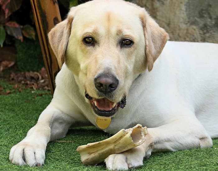 A four-legged friend. Photo credit: Holon Municipality