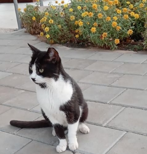 Please take care of the animlas around you. Photo Credit: Holon Municipality