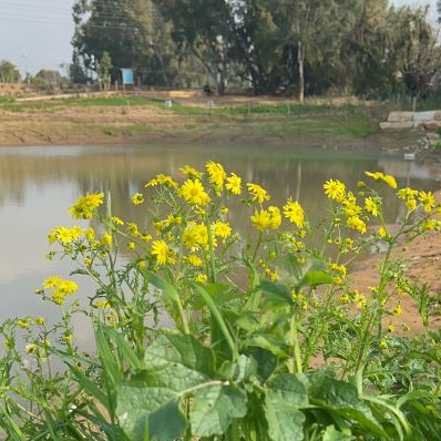Holon's Vernal Pool. Photo Credit: Holon Municipality