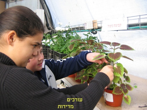 עורכים מדידות
