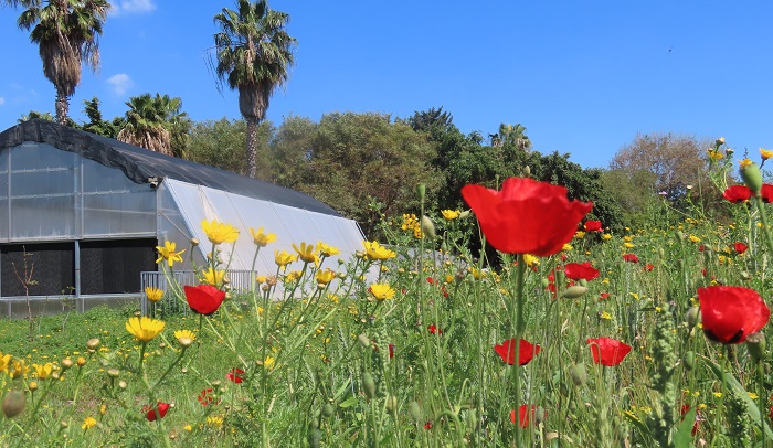 שדה פרגים וחרציות, חווה חקלאית. קרדיט: החברה להגנת הטבע
