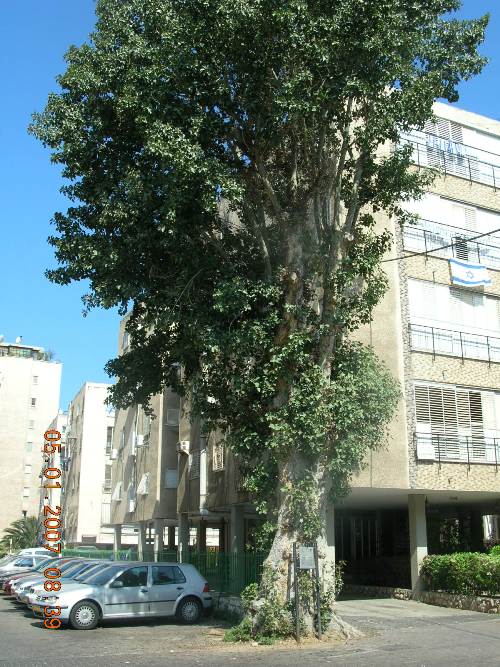 עץ השקמה בחולון
