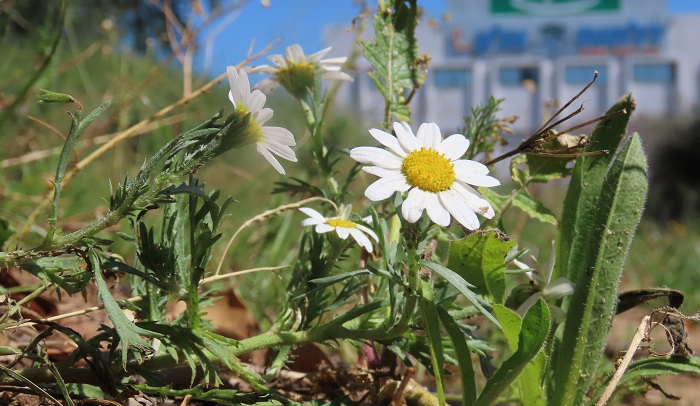 קחוון פלשתי, החווה החקלאית. קרדיט: החברה להגנת הטבע